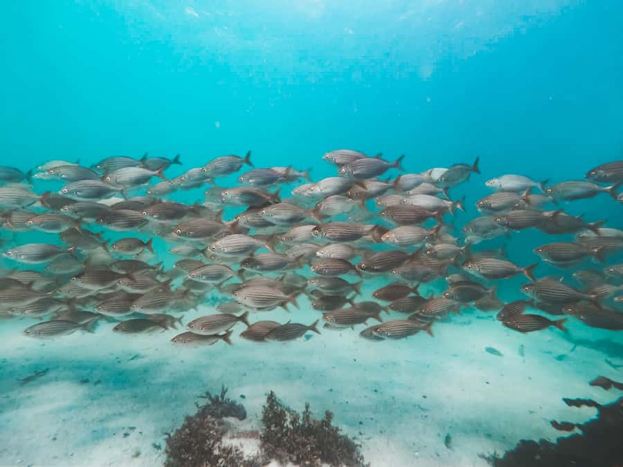 Cape Town: Great African Sea Forest Guided Snorkel - The practical verdict on False Bay snorkeling