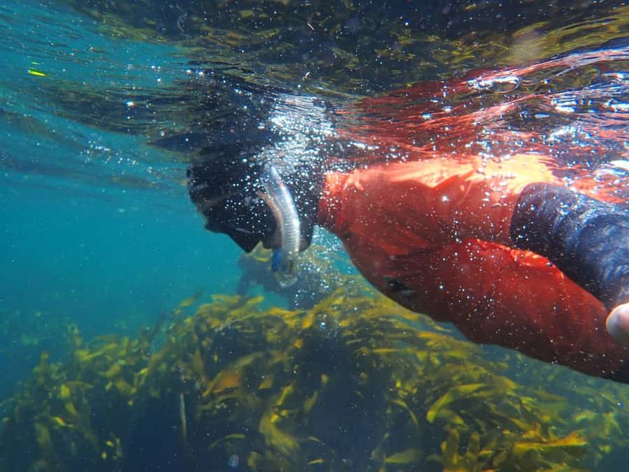 Cape Town: Great African Sea Forest Guided Snorkel - Why Cape Town’s kelp forest feels so different