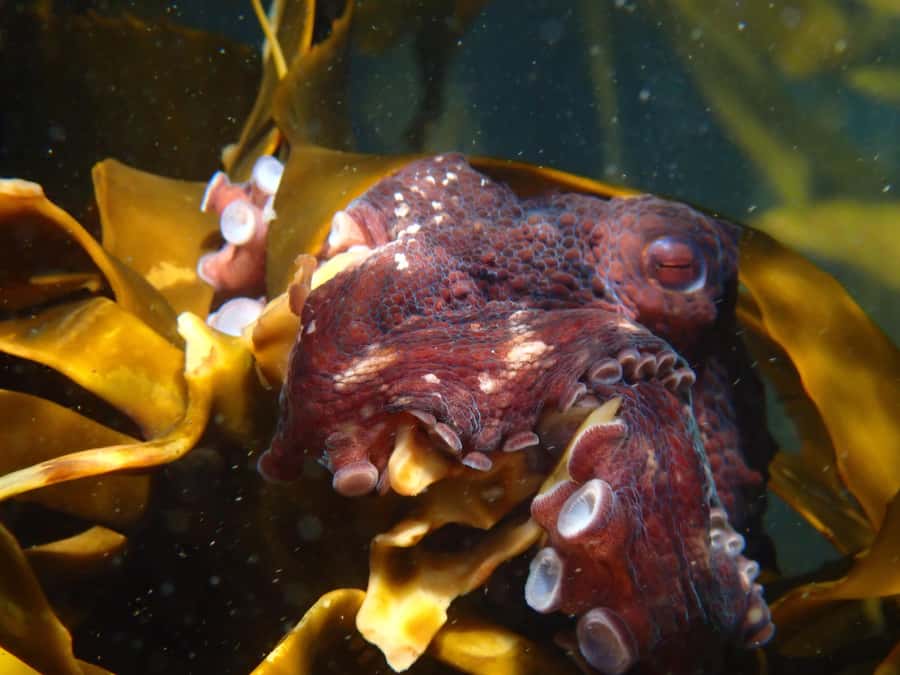 Cape Town: Great African Sea Forest Guided Snorkel - Looking below the surface for small wonders