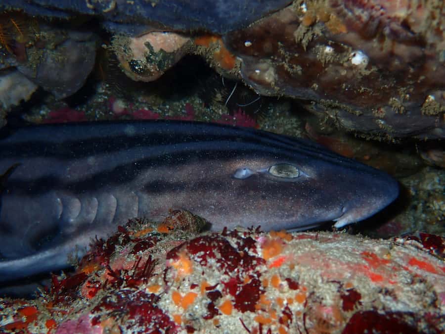 Cape Town: Great African Sea Forest Guided Snorkel - Helping with shark research, not just taking a photo