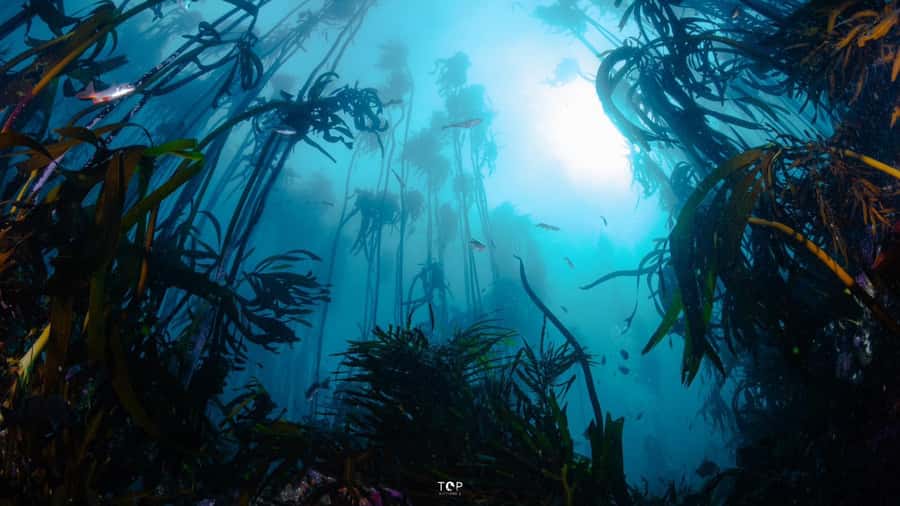 Cape Town: Great African Sea Forest Guided Snorkel - Photos, guides, and the small-group advantage