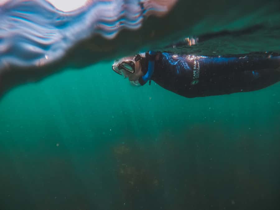 Cape Town: Great African Sea Forest Guided Snorkel - Is $74 a fair price for two hours?