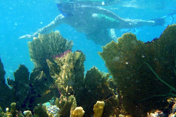 CAPTAIN ALAN'S 4hr -3 Islands-snorkeling-turtles-beach ADVENTURE - Who should book this excursion?