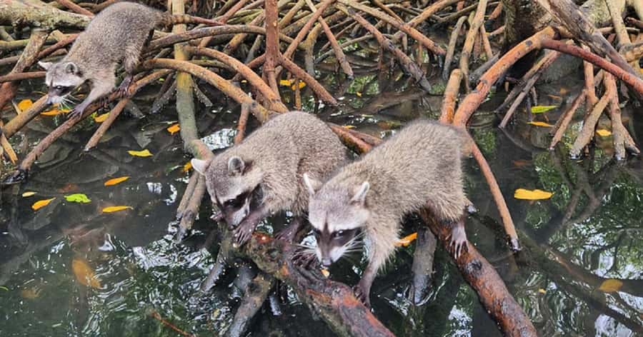 Cartagena: Raccoon Island Snorkel, Mangrove, Photos & Lunch - Key Things to Know Before You Go