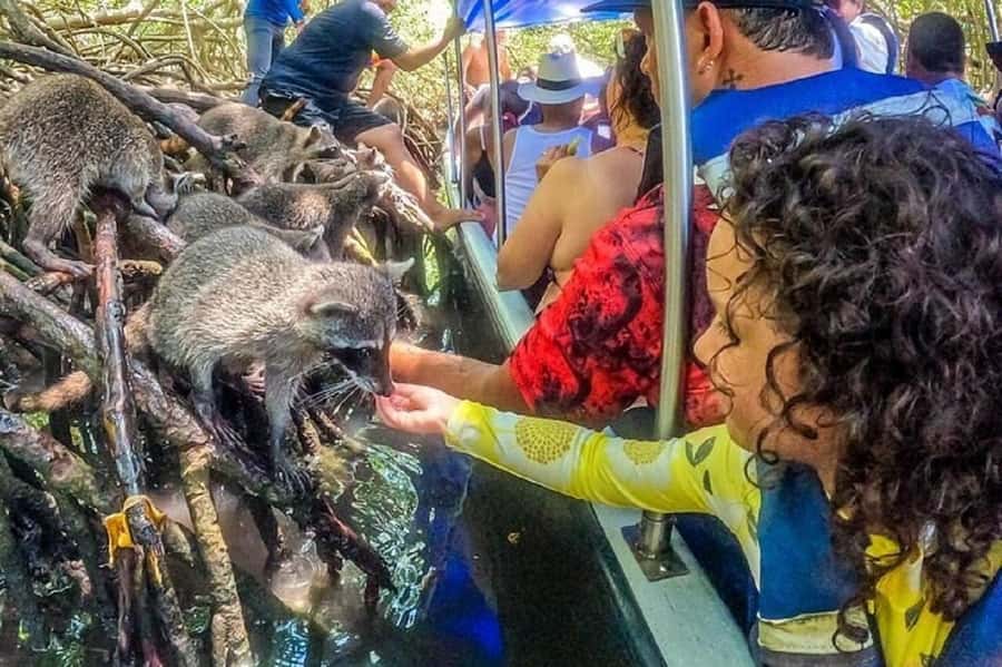 Cartagena: Raccoon Island Snorkel, Mangrove, Photos & Lunch - Spanish Guiding and Communication