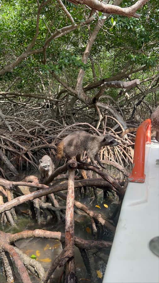 Cartagena: Raccoon Island Snorkel, Mangrove, Photos & Lunch - The Mangrove Ride and Its Quiet Value