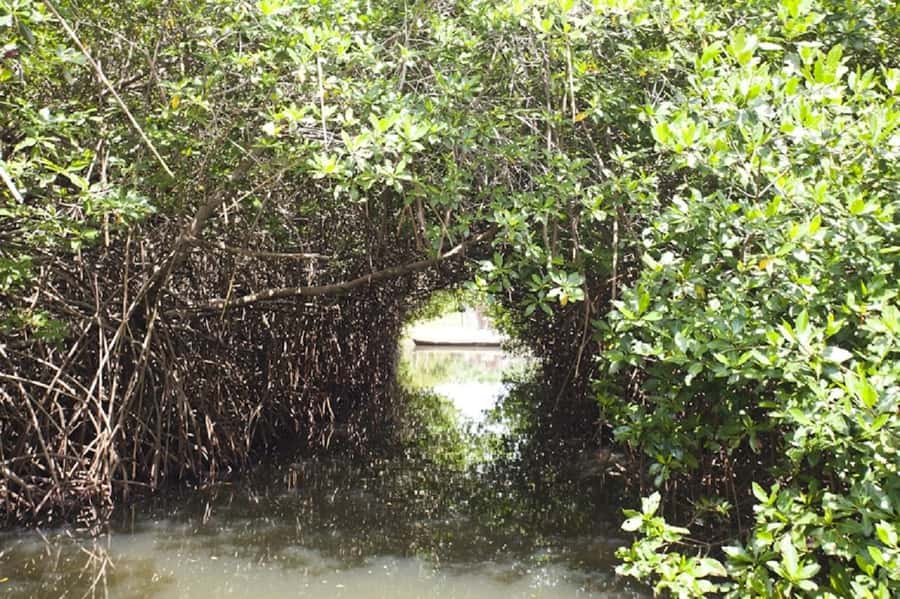 Cartagena: Raccoon Island Snorkel, Mangrove, Photos & Lunch - Meeting the Raccoons