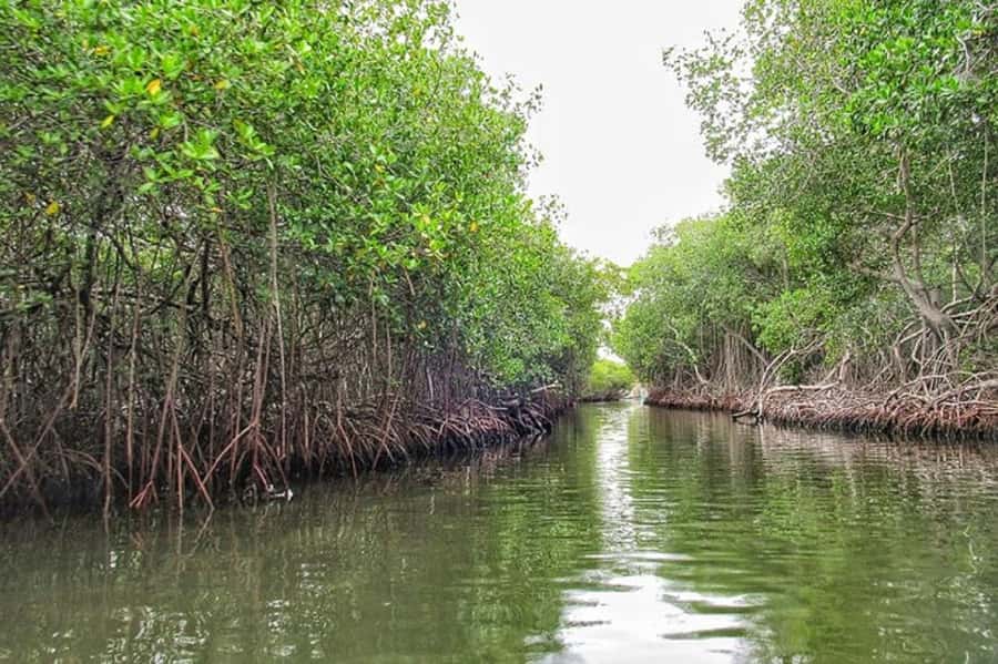 Cartagena: Raccoon Island Snorkel, Mangrove, Photos & Lunch - Lunch at Playa Blanca