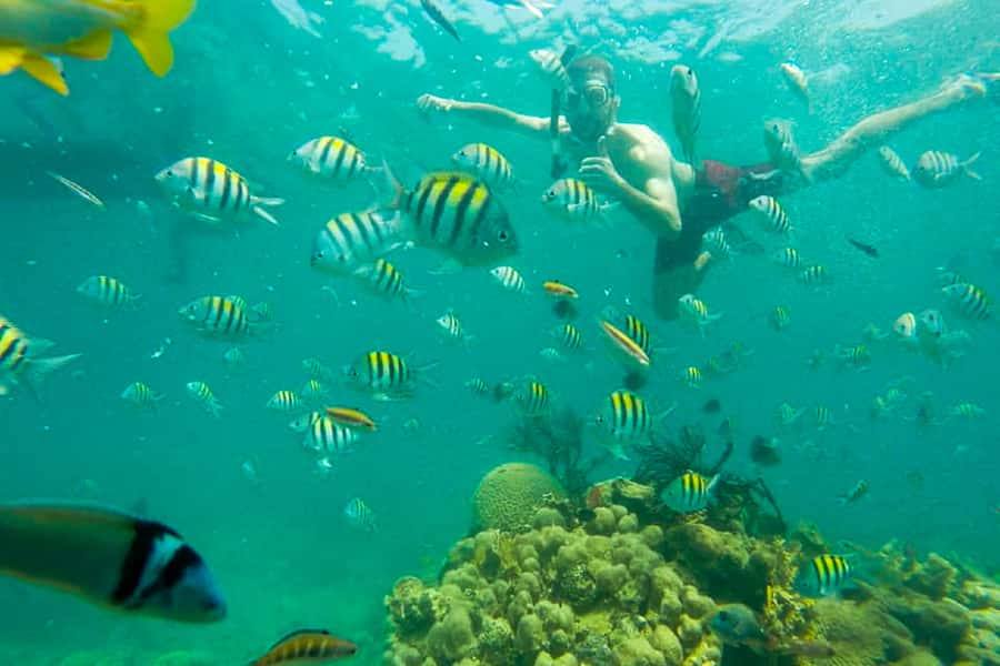 Cartagena: Snorkel, Mangroves and Playa Blanca Tour - Into the mangroves with birds, iguanas, and raccoons