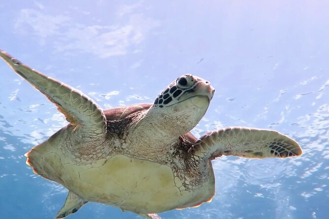 Cas Cay - Kayak Hike and Snorkel Adventure - Five things to know before you go