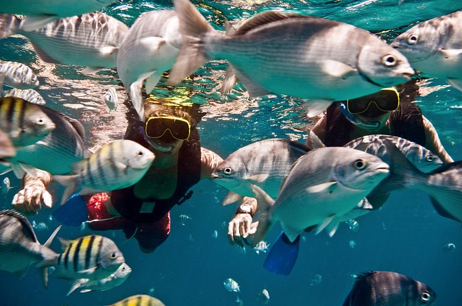 Catamaran and Snorkeling Cruise At Carlisle Bay - My booking advice