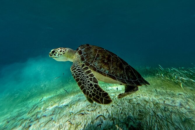 Catamaran Cruise in Riviera Maya With Snorkeling & Beach Club - How Long Should You Set Aside?