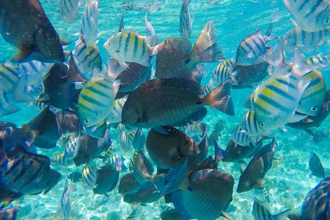 Catamaran Group Sightseeing, Snorkeling Tour Isla Mujeres - The promised hour at Playa Norte