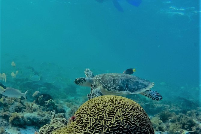 Catamaran Group Sightseeing, Snorkeling Tour Isla Mujeres - Lunch, drinks, and the party mood