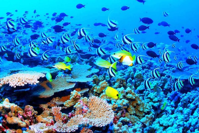 Catamaran Sail and Snorkeling Tour with Open Bar in Puerto Morelos - Pickup and communication tips