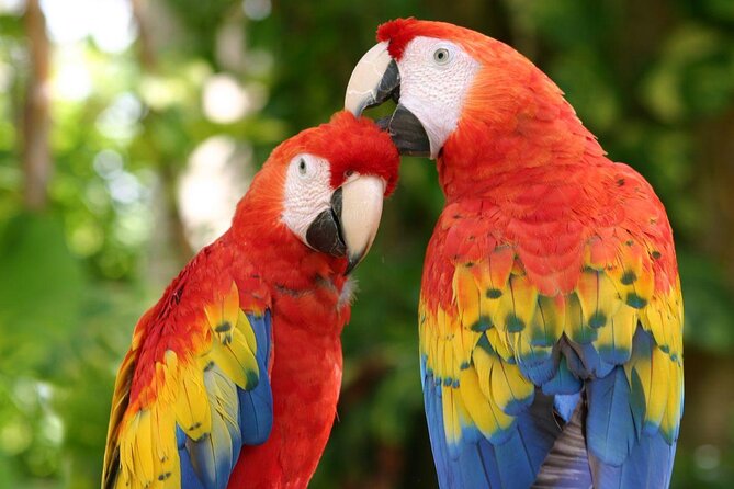 CATAMARAN to Isla Mujeres, Snorkel & Beach Club by Xcaret - Key things to know before you book