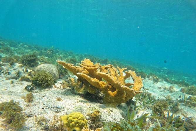 Catamaran with Snorkeling and North Beach, Isla Mujeres - Should you book this catamaran tour?