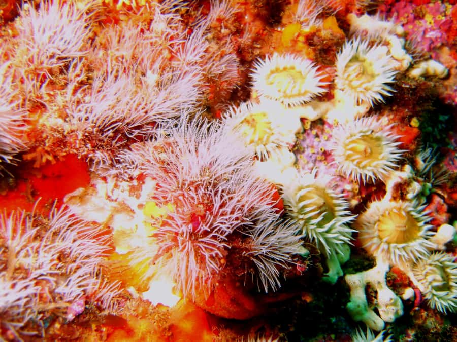 Cathedral Cove Marine Reserve: Snorkeling Boat Trip - Should You Book the Cathedral Cove Snorkeling Trip?