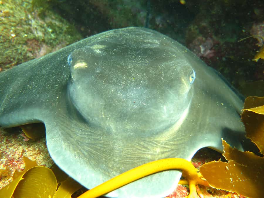Cathedral Cove Marine Reserve: Snorkeling Boat Trip - Weather, Sea Conditions, and Your Backup Plan