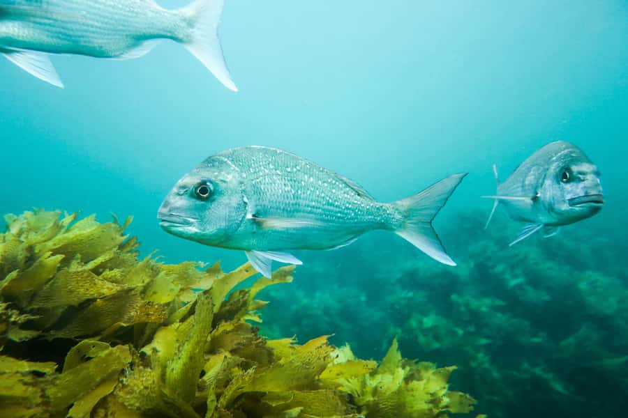 Cathedral Cove Marine Reserve: Snorkeling Boat Trip - How to Get the Most From the Two Hours