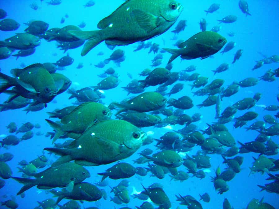Cathedral Cove Marine Reserve: Snorkeling Boat Trip - A Cathedral Cove Photo Stop by Boat