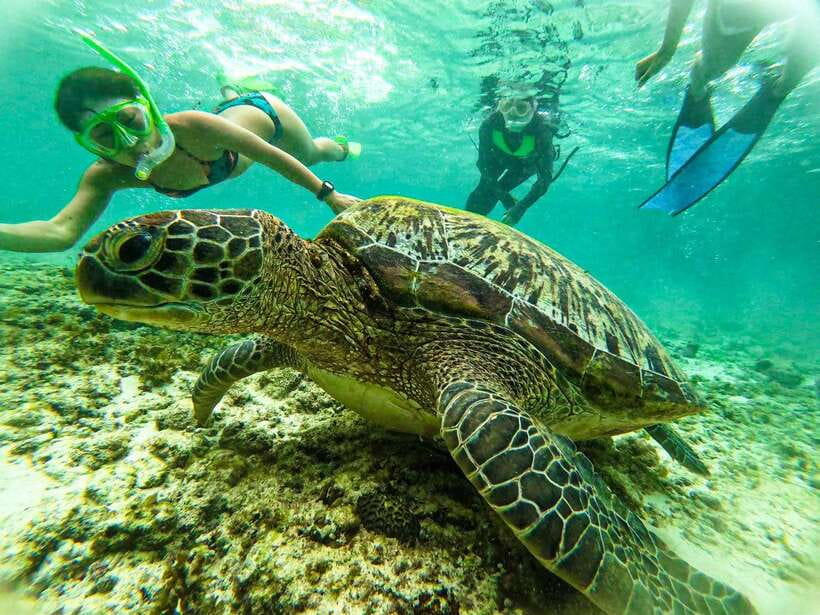 Cebu: Kawasan Canyoning, Moalboal Snorkeling, & Turtles Tour - Practical preparation for the 4:00 A.M. start