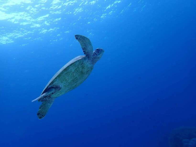 Cebu: Kawasan Canyoning, Moalboal Snorkeling, & Turtles Tour - Why this Cebu day tour works