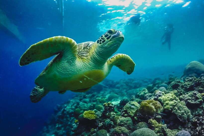 Cebu: Moalboal Sardines Run Snorkel & Kawasan Canyoneering - How difficult is the full day?