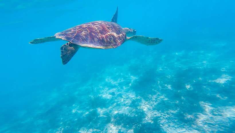 Cebu: Moalboal Sardines & Turtle Snorkeling and Canyoneering - Key things to know before you book