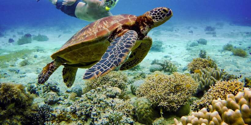Cebu: Moalboal Sardines & Turtle Snorkeling and Canyoneering - Swimming near turtles without disturbing them