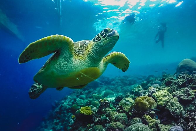 Cebu: Moalboal Sardines, Turtle Snorkeling & Kawasan Canyoneering - Four Things to Know Before You Go
