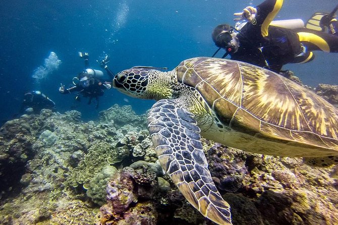 Cebu: Moalboal Sardines, Turtle Snorkeling & Kawasan Canyoneering - Who Will Like This Day Most?