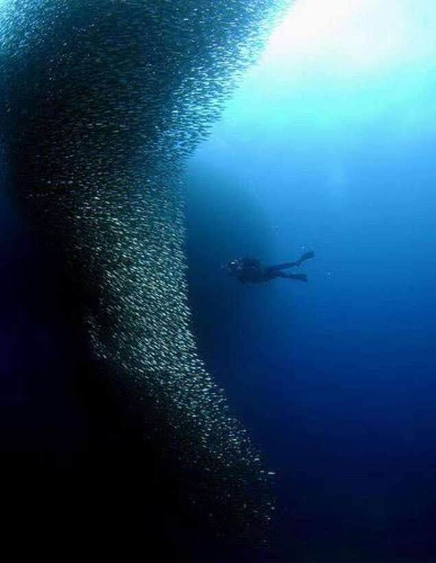 Cebu: Moalboal Scuba Diving, Sardines Run & Pescador Snorkel - Five things to know before you book