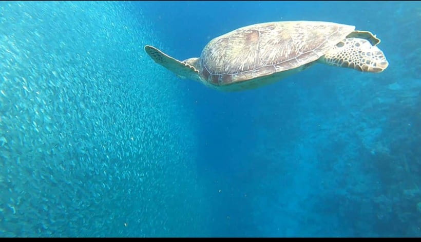Cebu: Moalboal Scuba Diving, Sardines Run & Pescador Snorkel - Should you book the Moalboal sardine run?