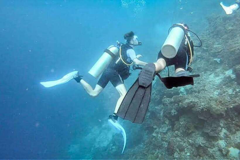 Cebu: Moalboal Scuba Diving, Sardines Run & Pescador Snorkel - What the Moalboal sardine run is like