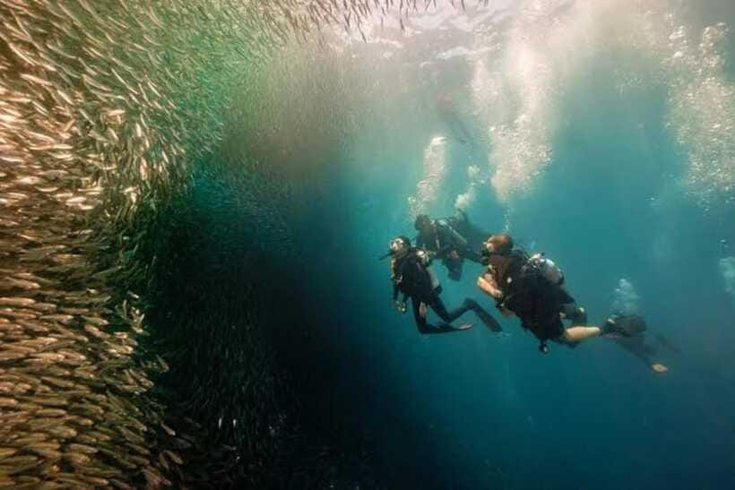 Cebu: Moalboal Scuba Diving, Sardines Run & Pescador Snorkel - Hotel pickup can save a day of Cebu logistics