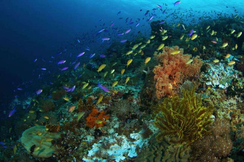 Cebu: Moalboal Scuba Diving, Sardines Run & Pescador Snorkel - Safety questions you should ask before entering the water