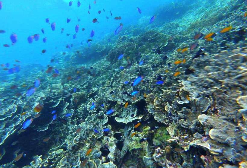 Cebu: Moalboal Scuba Diving, Sardines Run & Pescador Snorkel - What the $133 price really buys you