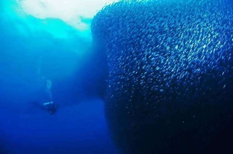 Cebu: Moalboal Scuba Diving, Sardines Run & Pescador Snorkel - The three-hour Moalboal water program