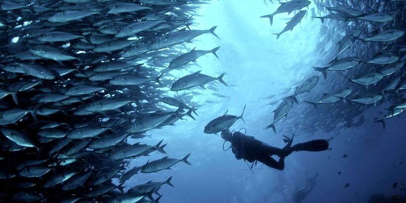Cebu: Moalboal Scuba Diving with Sardines and Turtle Snorkel - Key Points Before You Book