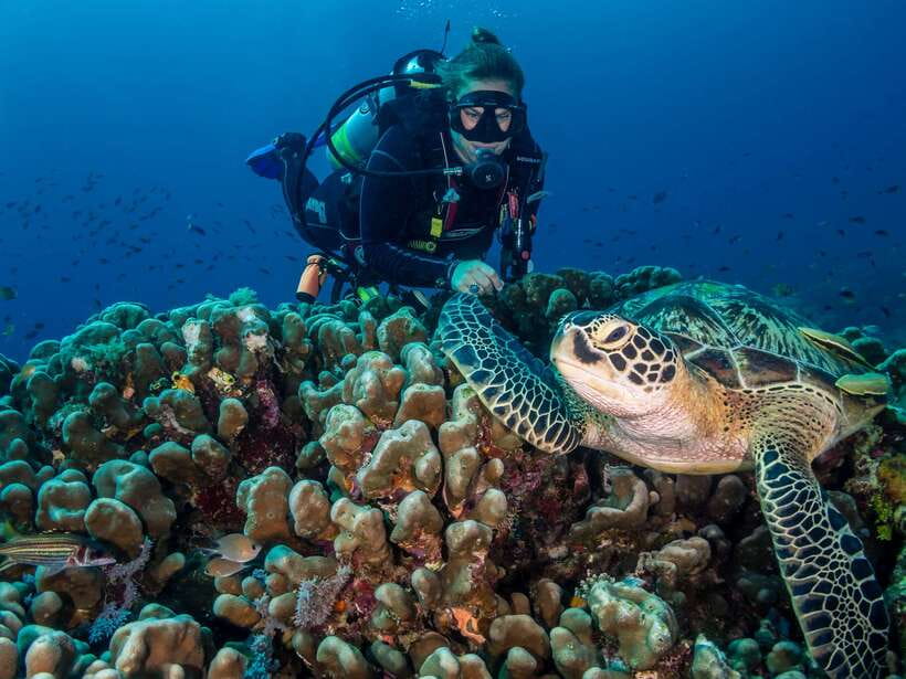 Cebu: Moalboal Scuba Diving with Sardines and Turtle Snorkel - Turtle Snorkeling in Shallow Water