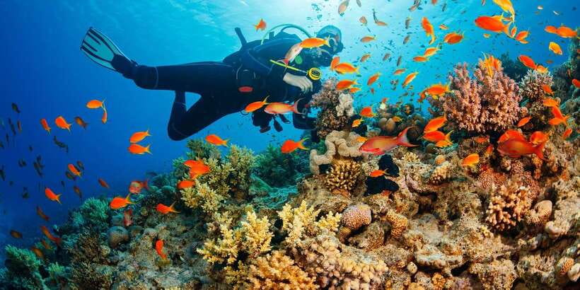 Cebu: Moalboal Scuba Diving with Sardines and Turtle Snorkel - Practical Tips for a Better Day