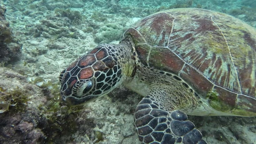 Cebu: Moalboal Snorkeling, Mantayupan Falls & ATV Adventure - One hour on an ATV in Barili