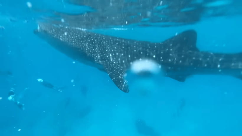 Cebu: Oslob Whale Shark and Moalboal Snorkeling Tour - Two famous marine stops in one very long day