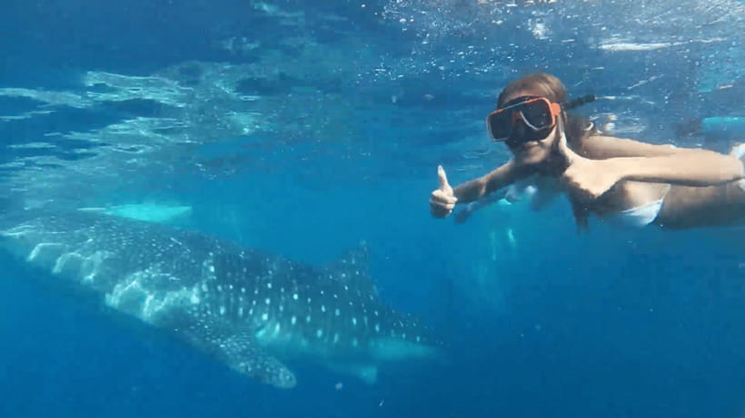 Cebu: Oslob Whale Shark and Moalboal Snorkeling Tour - What happens at the Oslob whale shark area