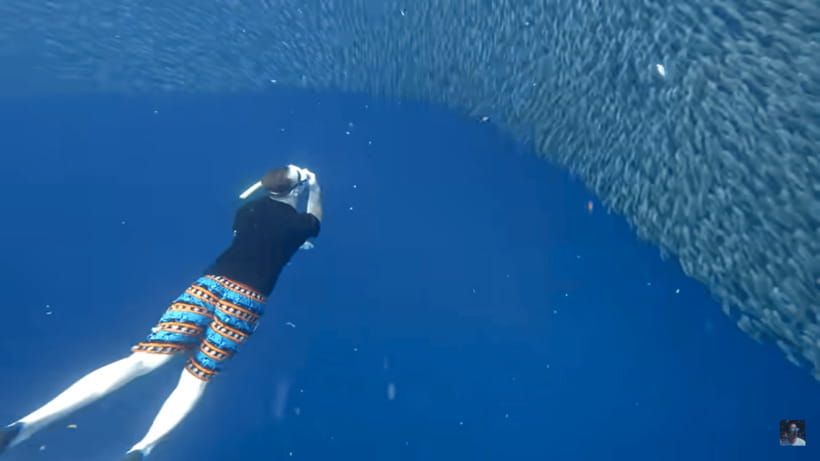 Cebu: Oslob Whale Shark and Moalboal Snorkeling Tour - Guides, drivers, and how the day is managed