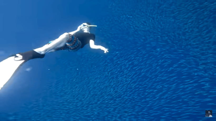 Cebu: Oslob Whale Shark and Moalboal Snorkeling Tour - Who should book this Cebu sea tour?