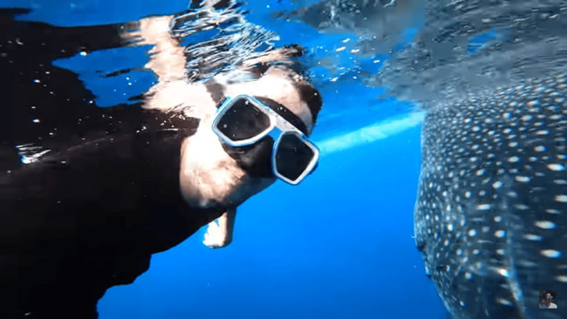 Cebu: Oslob Whale Shark and Moalboal Snorkeling Tour - Practical ways to make the day better