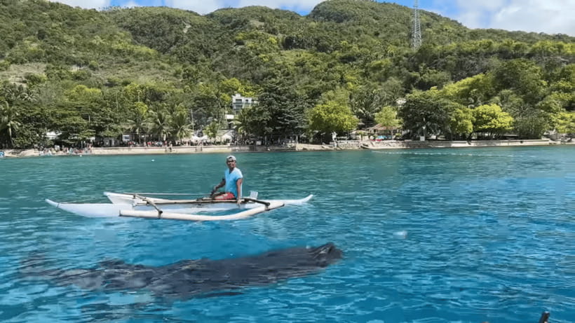 Cebu: Oslob Whale Shark and Moalboal Snorkeling Tour - Leaving before sunrise for Oslob