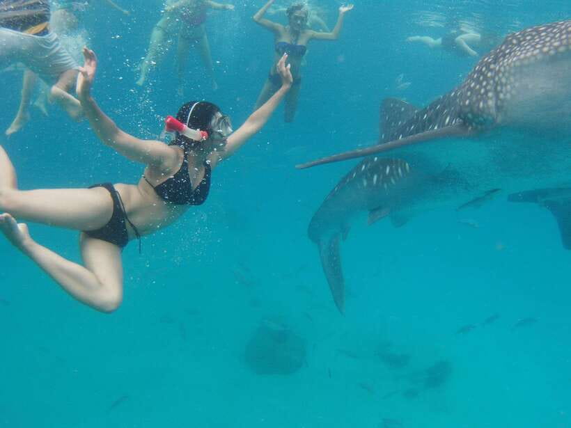 Cebu: Oslob Whale Sharks, Tumalog Falls & Sardine Snorkeling - Key Points Before You Book